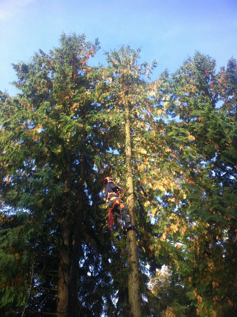 démontage d`un thuya géant (thuja plicata) 